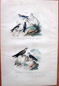 Antique Bird Print. Swallows. by Edouard Travies - from Ken Jackson (SKU: 245251)