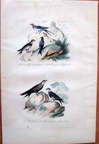 Antique Bird Print. Swallows.