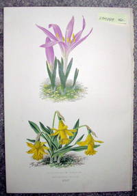 image of Antique Botanical Chromolithograph- Bulbocoduim Vernum and Narcissus Minor