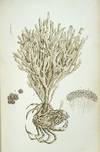 A History of British Sponges and Lithophytes