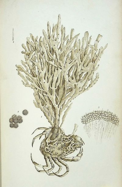 A History of British Sponges and Lithophytes
