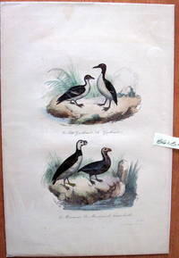 Antique Bird Print. Auks.