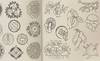 View Image 2 of 3 for 5000 Flower & Plant Motifs: A Sourcebook Inventory #2348153