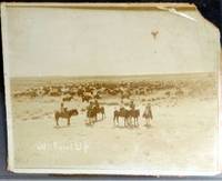 Photograph Cattle Round up Texas