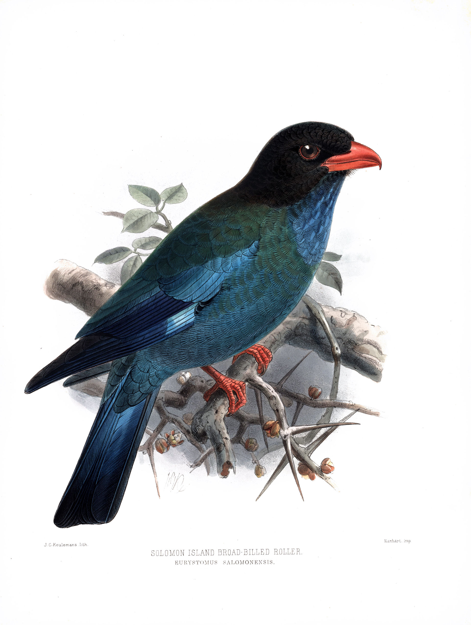 Solomon Island Broad Billed Roller Eurystomus Salomonensis Hand Colored Plate By J G H E And Keulemans