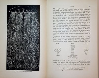 Seaside Studies in Natural History. Marine Animals of Massachusetts Bay: Radiates.