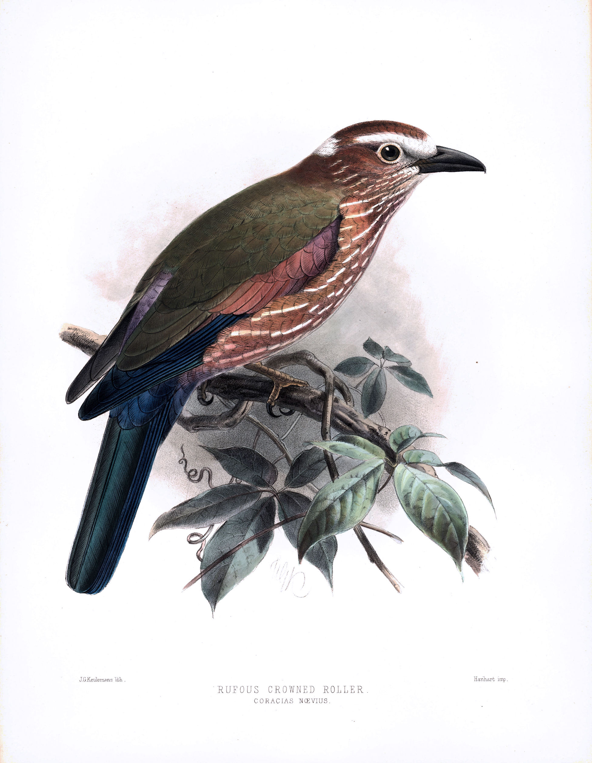 Rufous Crowned Roller Coracias Naevius Hand Colored Plate By J G H E And Keulemans First Edition From Natural History Books Sku 8418