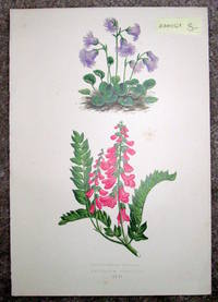 image of Antique Botanical Chromolithograph- Soldanella Alpina and Hedysarum Obscurum