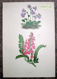 Antique Botanical Chromolithograph- Soldanella Alpina and Hedysarum Obscurum.