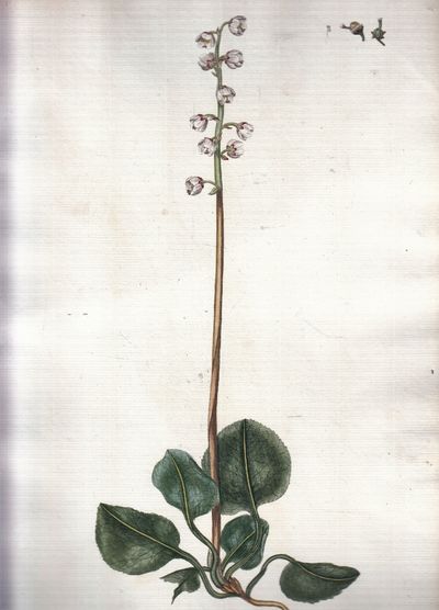 Flora Danica. Planche nr. CX