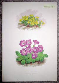 Antique Botanical Chromolithograph- Draba Glacialis and Primula Viscosa.