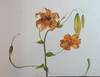 View Image 3 of 4 for California Wildflowers Inventory #23762
