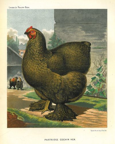 Originalt kromolitografi fra “Cassell’s Poultry…