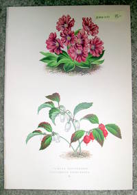 image of Antique Botanical Chromolithograph- Primula Glaucescens and Gaultheria Procumbens