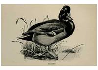 Reproducción/Reproduction 7365444842: Birdcraft :. New York :Macmillan Co.,c1897.