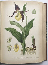 Bilder ur Nordens Flora