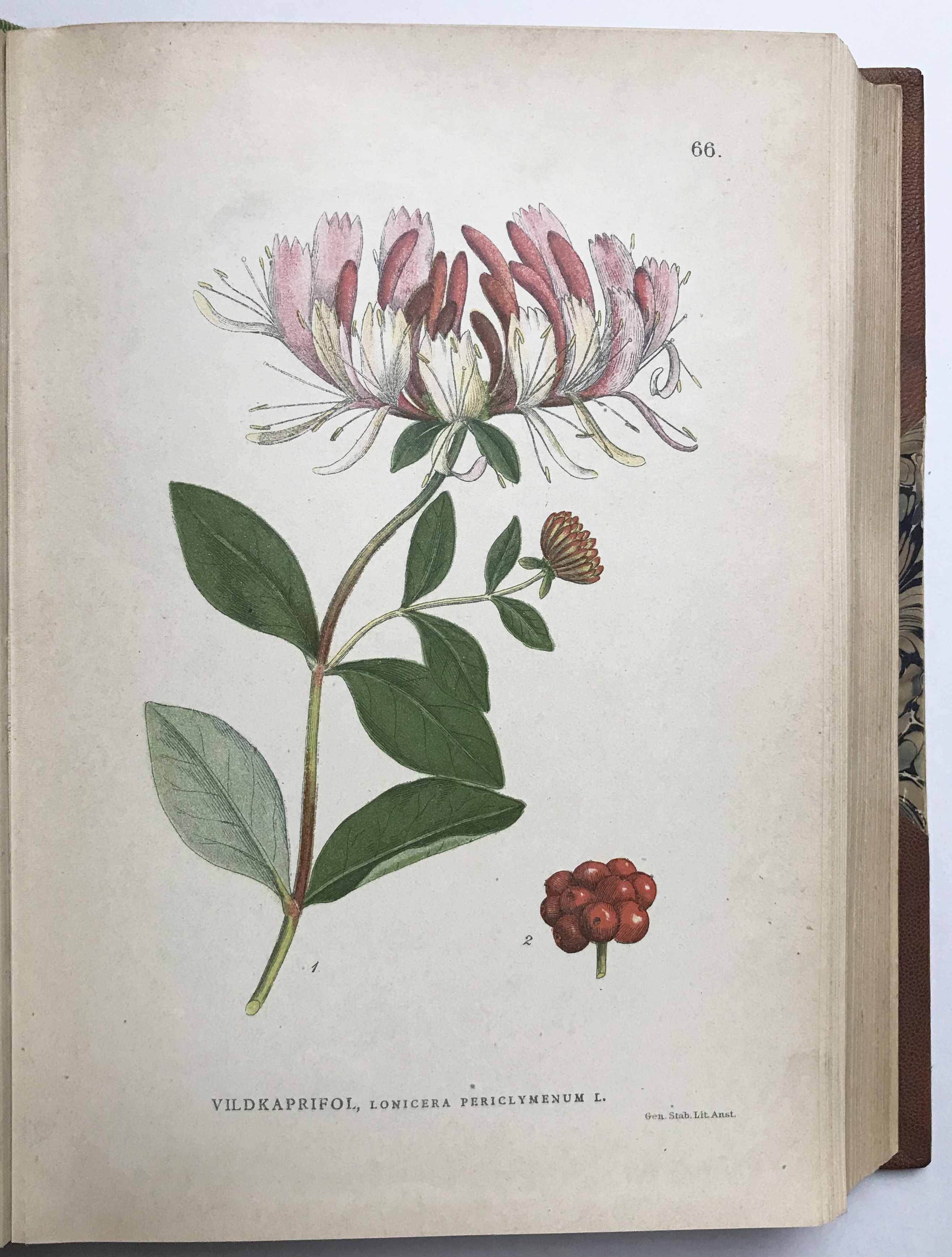 Bilder ur Nordens Flora by Carl Lindman | Three-quarter