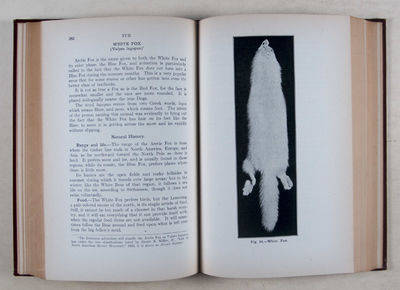 Fur: A Practical Treatise