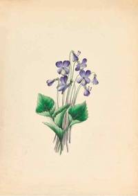 cover of Reproducción/Reproduction 44028899240: Wild flowers drawn and colored from nature.. New York,1859..