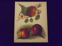 The Fruit Grower's Guide: Nectarines.