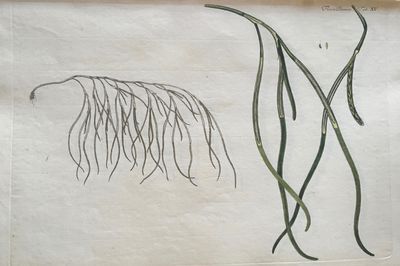 Plansje XV fra Flora Danica. Første hefte.