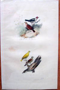 Antique Bird Print. Linottes. by Edouard Travies - from Ken Jackson (SKU: 245250)