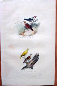 Antique Bird Print. Linottes.