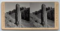 Petrified Trees Near Yancey's. 4565. [Stereoview]