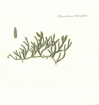 Plansje LXXIX fra Flora Danica. Andre hefte.