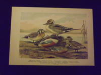 Naturgeschichte der Vogel Mitteleuropas…