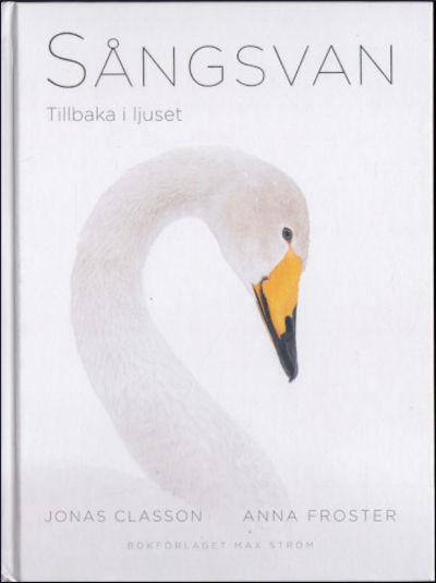 SÅNGSVAN. Tillbaka i ljuset.