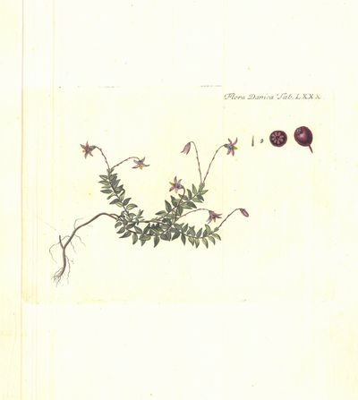 Plansje LXXX fra Flora Danica. Andre hefte.