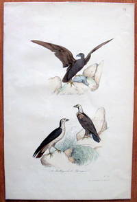 Antique Bird Print. Eagle and Buzzards. by Edouard Travies - from Ken Jackson (SKU: 245252)