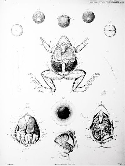 On the Impregnation of the Ovum in the Amphibia. First Series: On the Impregnation of the Ovum in the Amphibia; TOGETHER WITH Second Series, Revised: On the Impregnation of the Ovum in the Amphibia; and On the Direct Agency of the Spermatozoon; TOGETHER WITH Third Series: Researches on the Impregnation of the Ovum in the Amphibia; and on the Early Stages of Development of the Embryo
