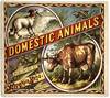 Domestic Animals