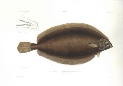 La pole. (Pleuronectes nigromanus).