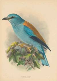 cover of Reproducción/Reproduction 48706085013: A monograph of the Coraciidae, or family of the rollers.. Kent,The author,1893..