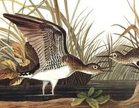 Solitary Sandpiper. From The Birds of America (Amsterdam Edition)