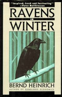 Ravens in Winter