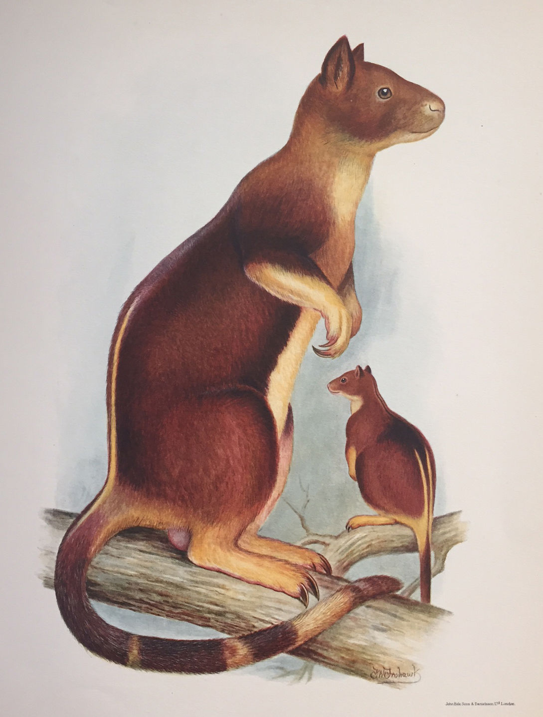 Tree Kangaroo Drawing