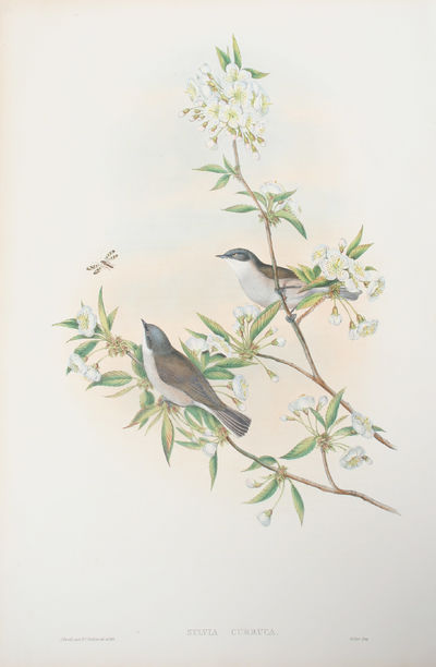Sylvia Curruca. Lesser Whitethroat.