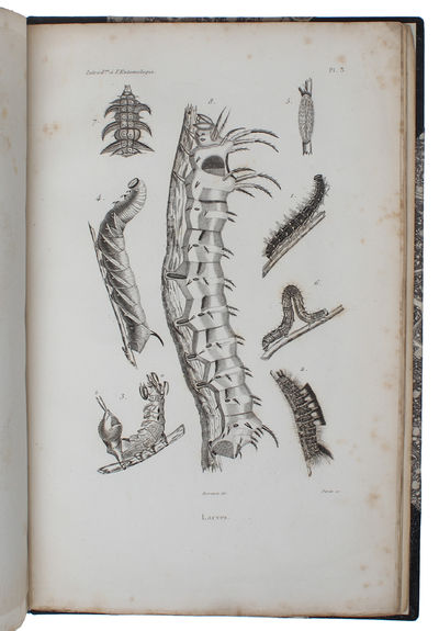 Introduction à l'entomologie comprenant les principes généraux de l'anatomie et de la physiologie des insectes, [...]. (photo 2)