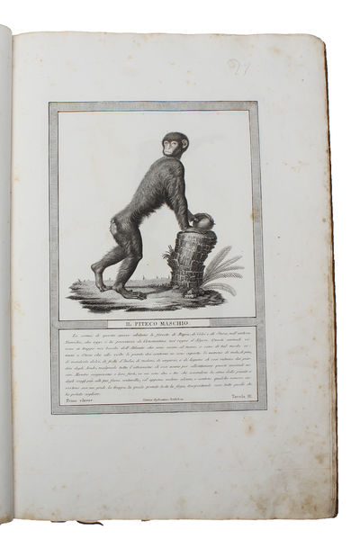 Storia Naturale delle Scimie e dei Maki. Dispositsa con Ordine da P. Hugues, dietro le scoperte dei piu rinomati Naturalisti; Dedicato a S.A. il Principe Eugenio di Reuharnais. (2 Parts). (photo 5)