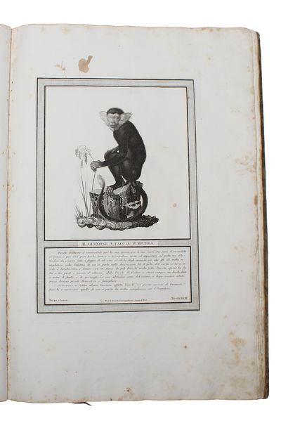 Storia Naturale delle Scimie e dei Maki. Dispositsa con Ordine da P. Hugues, dietro le scoperte dei piu rinomati Naturalisti; Dedicato a S.A. il Principe Eugenio di Reuharnais. (2 Parts). (photo 6)