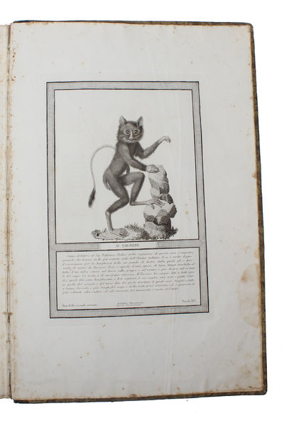 Storia Naturale delle Scimie e dei Maki. Dispositsa con Ordine da P. Hugues, dietro le scoperte dei piu rinomati Naturalisti; Dedicato a S.A. il Principe Eugenio di Reuharnais. (2 Parts). (photo 7)