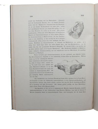 Om Nordhvalen (Balæna Mysticetus L.) navnlig med Hensyn til dens Udbredning i fortiden og Nutiden og til dens ydre og indre Særkjender. - [THE GREENLAND WHALE (BOWHEAD WHALE)] (photo 2)