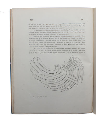 Om Nordhvalen (Balæna Mysticetus L.) navnlig med Hensyn til dens Udbredning i fortiden og Nutiden og til dens ydre og indre Særkjender. - [THE GREENLAND WHALE (BOWHEAD WHALE)] (photo 3)
