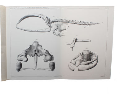 Om Nordhvalen (Balæna Mysticetus L.) navnlig med Hensyn til dens Udbredning i fortiden og Nutiden og til dens ydre og indre Særkjender. - [THE GREENLAND WHALE (BOWHEAD WHALE)] (photo 6)