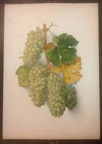 Grapes and Grape Vines of California (3 Plates) by Bosqui, Edward - 1877