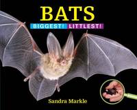Bats : Biggest! Littlest!